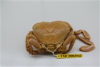 藏品(光手酋婦蟹)的圖片